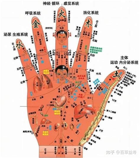 中指代表器官|看五指，知五脏，手指对应人体各个系统，赶快对照看看自己的手。